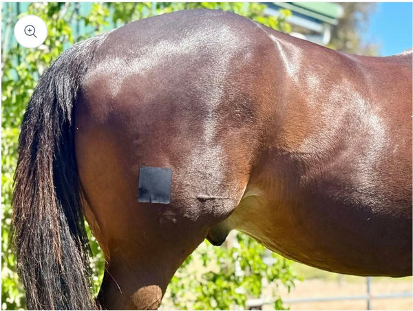 Equifixt  Plasters /  Equine Wound Care