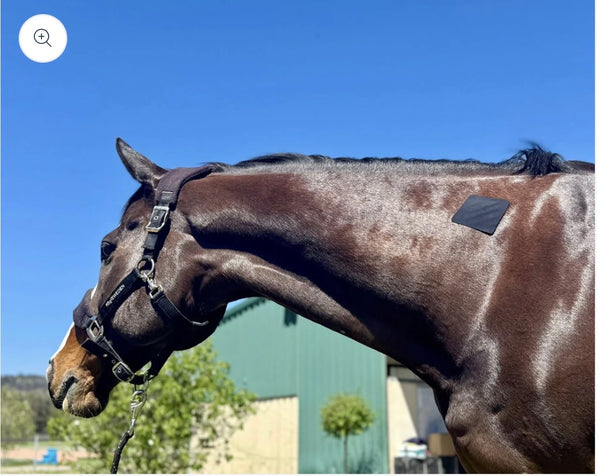 Equifixt  Plasters /  Equine Wound Care
