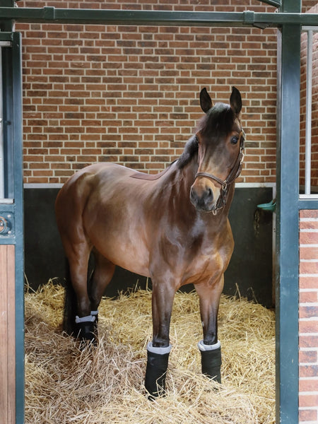 Incrediwear Equine Circulation Standing Wraps