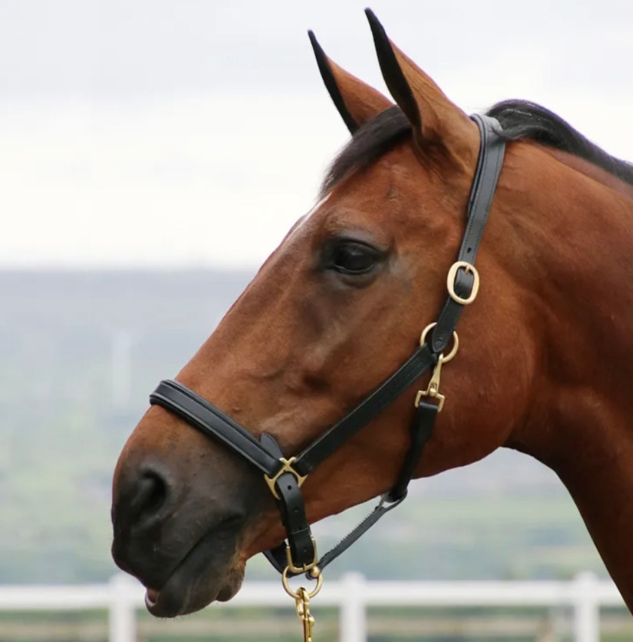 Coldstream Leather Padded Head Collar