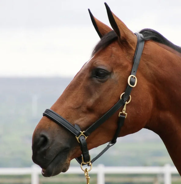 Coldstream Leather Padded Head Collar