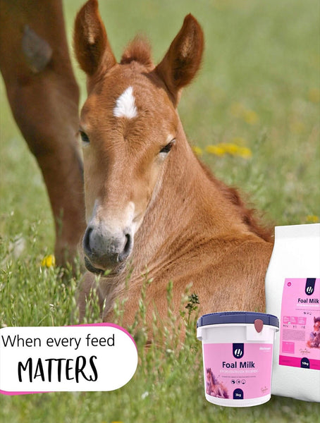 Hestevard Foal Milk Powder