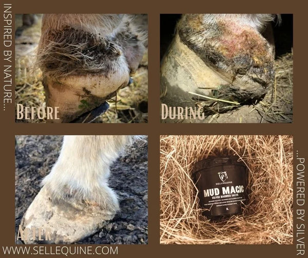 Selleequine Mud Magic