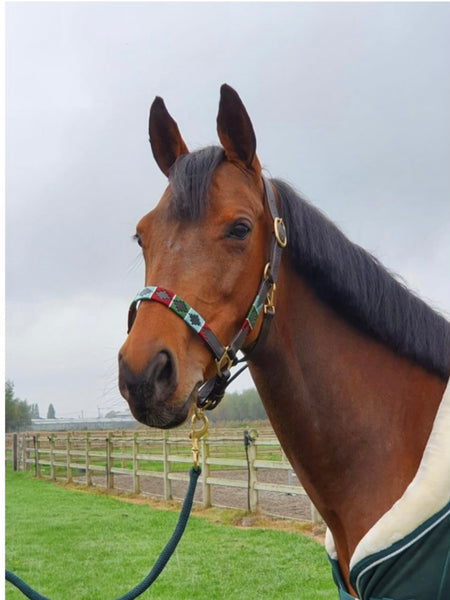 Polo Style Leather Headcollar