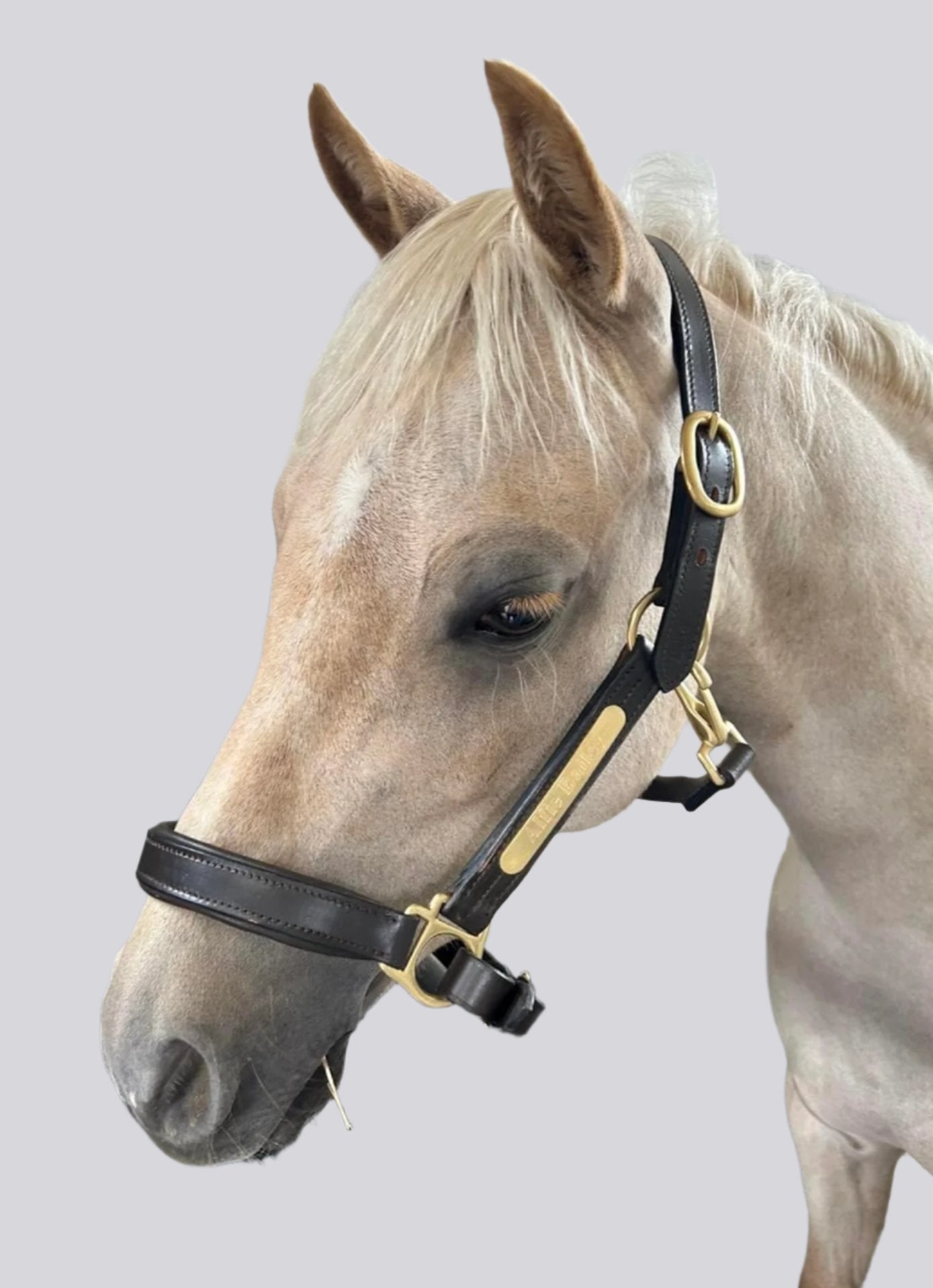 Head Collar - Leather HY
