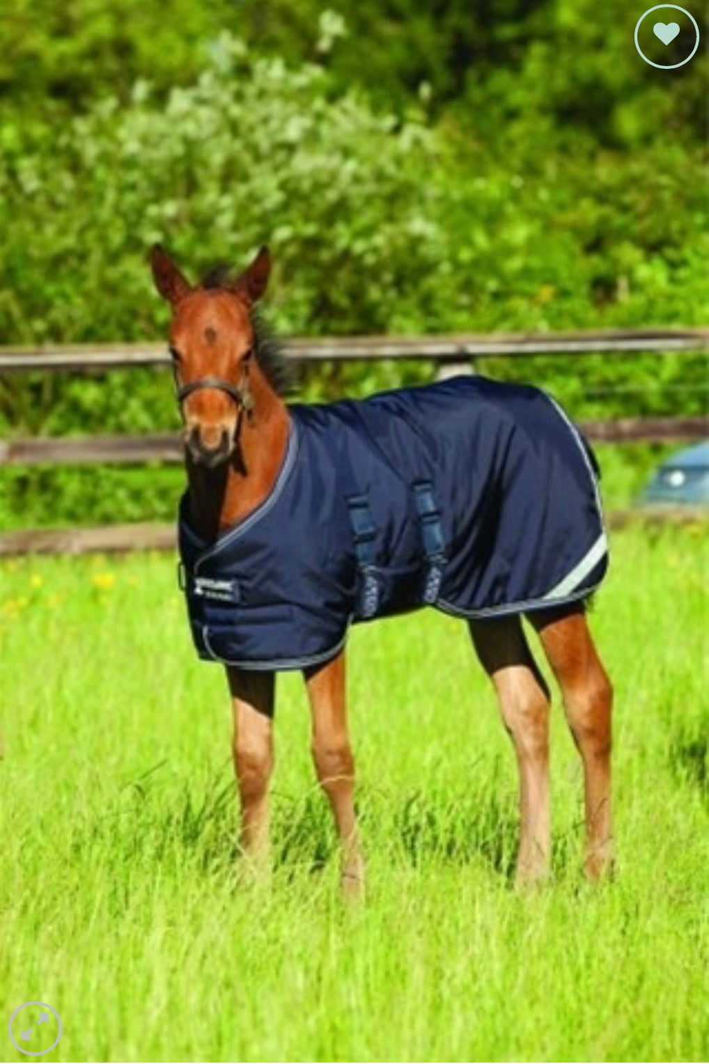 Foal Turnout Rug Amigo CC Equestrian foal-turnout-rug-amigo-cc-equestrian