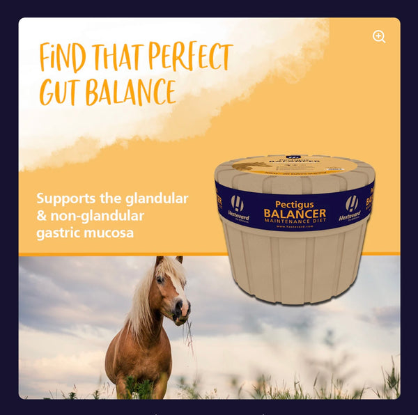 Hestevard Pectigus Balancer  Equine Balancer with added Gastric Support