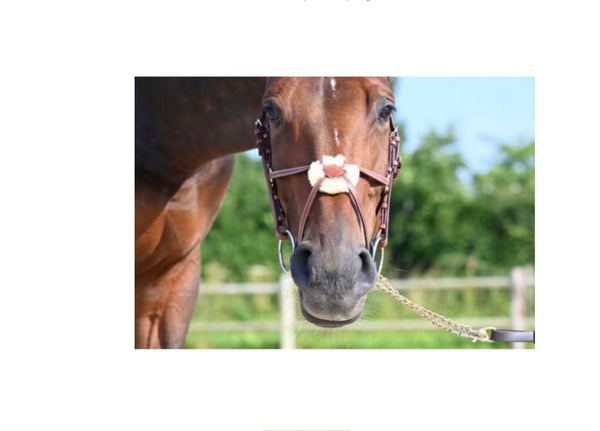 Cavaletti Figure 8 Bridle