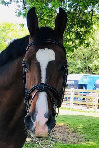 Black Flash Bridle