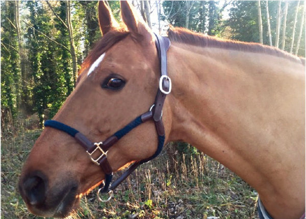 Cavaletti Headcollar