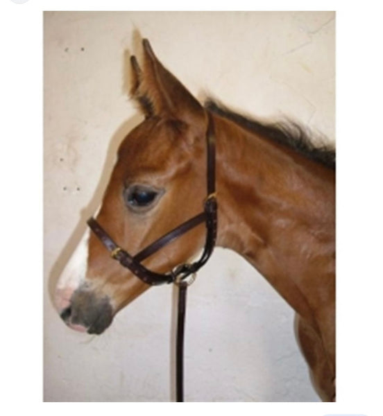 Leather Foal Slip