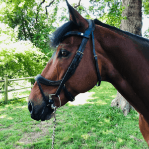 Ecorider Freedom Comfort Bridle