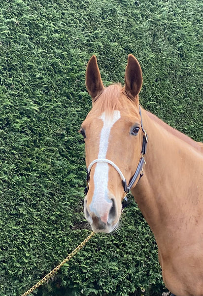 Head Collar Leather Rope  (CC Range)