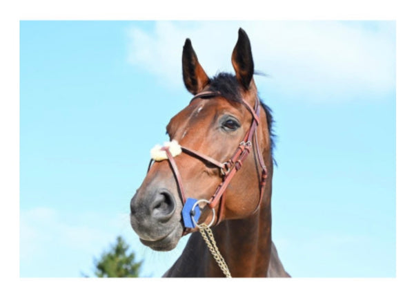 Cavaletti Figure 8 Bridle