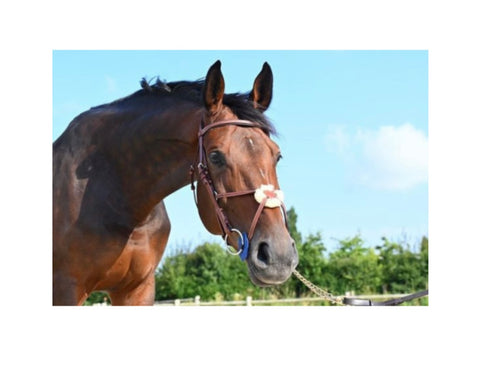 Cavaletti Figure 8 Bridle