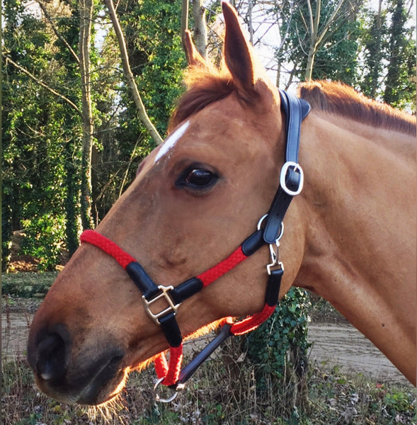 Cavaletti Headcollar