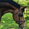 Black Flash Bridle