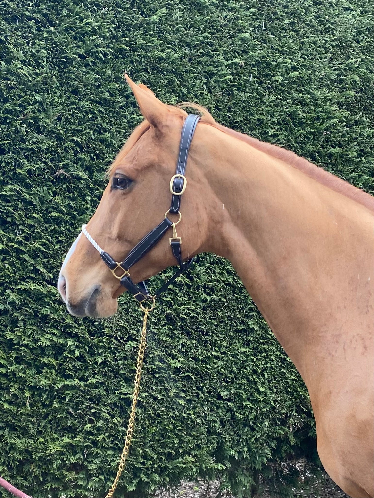 Head Collar Leather Rope  (CC Range)