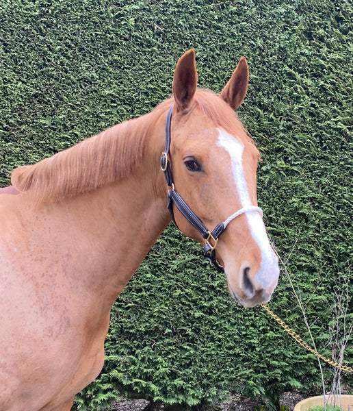 Head Collar Leather Rope  (CC Range)