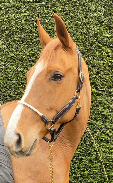 Head Collar Leather Rope  (CC Range)