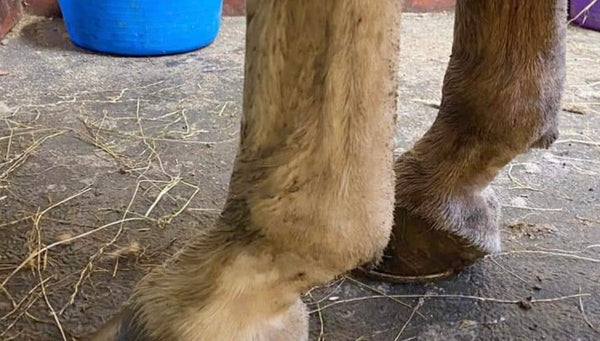 Selleequine Mud Magic