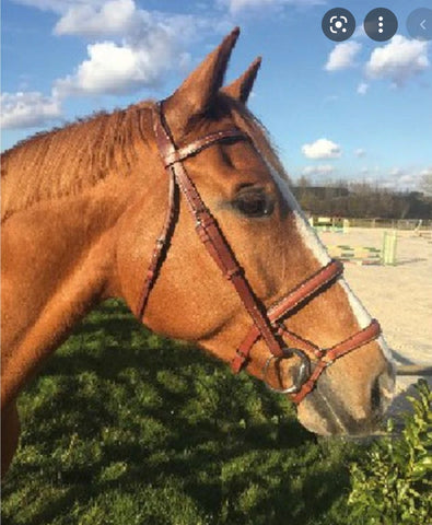 Cavaletti Double Noseband